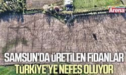 Samsun’da üretilen fidanlar Türkiye’ye nefes oluyor