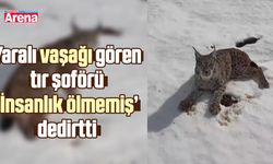 Yaralı vaşağı gören tır şoförü ‘İnsanlık ölmemiş’ dedirtti