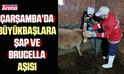 Çarşamba'da büyükbaşlara şap ve brucella aşısı