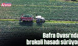 Bafra Ovası'nda brokoli hasadı sürüyor