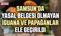 Samsun’da belgesi olmayan İguana ve Papağanlar ele geçirildi