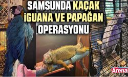 Samsunda kaçak iguana ve papağan operasyonu