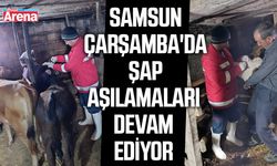 Çarşamba'da şap aşılamaları devam ediyor