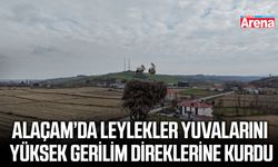 Samsun'da leylekler yüksek gerilim hattına yuva yaptı
