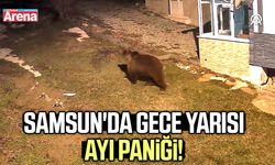 Samsun'da gece yarısı ayı paniği!