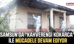 Samsun'da "kahverengi kokarca" ile mücadele devam ediyor