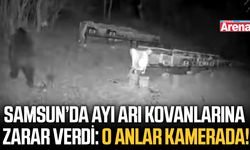 Samsun'da ayı arı kovanlarına zarar verdi