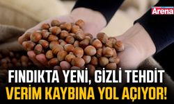 Fındıkta yeni, gizli tehdit verim kaybına yol açıyor!