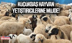 Küçükbaş hayvan yetiştiricilerine müjde:Resmen başlıyor!