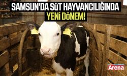 Samsun'da süt hayvancılığında yeni dönem!