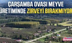 Çarşamba Ovası meyve üretiminde zirveyi bırakmıyor