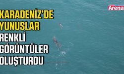 Karadeniz’de yunuslar renkli görüntüler oluşturdu
