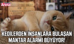 Kedilerden insanlara bulaşan mantar alarmı büyüyor!