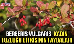 Berberis Vulgaris, kadın tuzluğu bitkisinin faydaları
