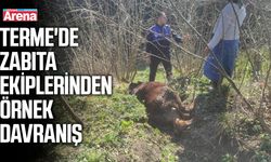 Terme'de kanala düşen ineği zabıta kurtardı