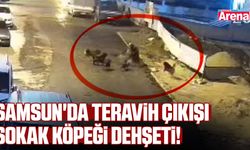Samsun'da teravih çıkışı sokak köpeği dehşeti!