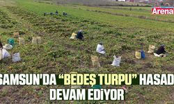 Samsun'da Bedeş turpu hasadı devam ediyor