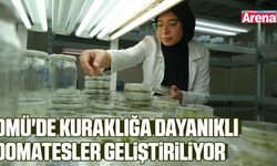 OMÜ'de kuraklığa dayanıklı domatesler geliştiriliyor