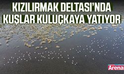 Kızılırmak Deltası’nda kuşlar kuluçkaya yatıyor