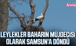 Leylekler baharın müjdecisi olarak Samsun’a döndü