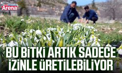 Bu bitki artık sadece izinle üretilebiliyor