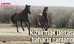 Kızılırmak Deltası baharla canlandı