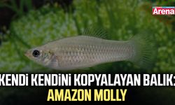 Kendi kendini kopyalayan balık: Amazon Molly