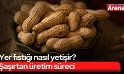 Yer fıstığı nasıl yetişir? Şaşırtan üretim süreci