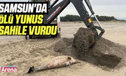 Samsun'da ölü yunus sahile vurdu