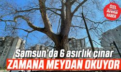Samsun’da 6 asırlık çınar zamana meydan okuyor