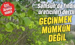 Samsun'da fındık üreticileri dertli: Geçinmek mümkün değil