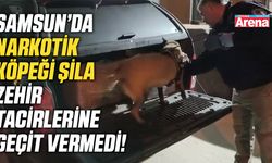 Samsun'da narkotik köpeği Şila zehir tacirlerine geçit vermedi