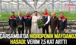 Çarşamba’da hidroponik maydanoz hasadı: Verim 7,5 kat arttı