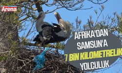 Afrika'dan Samsun'a 7 bin kilometrelik yolculuk