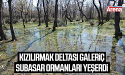 Kızılırmak Deltası Galeriç Subasar ormanları yeşerdi