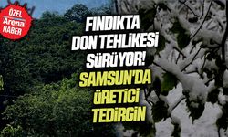 Fındıkta don tehlikesi! Samsun'da üretici tedirgin