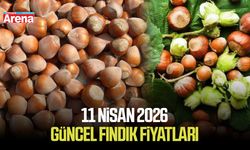 11 Nisan 2026 güncel fındık fiyatları