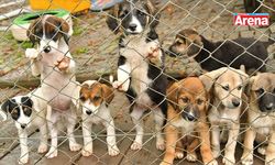 Samsun’da Kedi ve Köpek Sahiplenme Rehberi