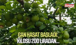 Hasadı başladı: Kilosu 200 liradan...