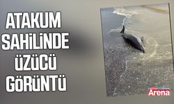 Samsun Atakum sahilinde ölü yunus bulundu