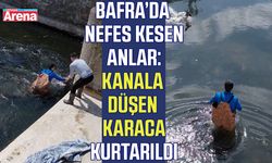 Samsun'da sulama kanalına düşen karaca kurtarıldı