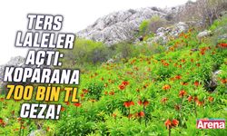 Ters laleler açtı: Koparana 700 bin TL ceza!
