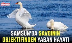 Samsun'da savcının objektifinden yaban hayatı