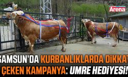 Samsun'da tonluk kurbanlıklar satışta!