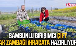 Samsunlu girişimci çift ak zambağı ihracata hazırlıyor