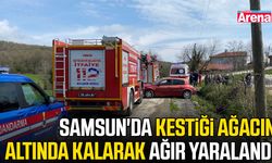 Samsun'da kestiği ağacın altında kalarak ağır yaralandı