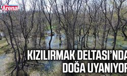 Kızılırmak Deltası’nda doğa uyanıyor