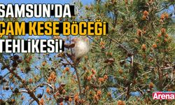 Samsun'da çam kese böceği tehlikesi!