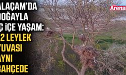 Samsun'da leyleklerin uğrak noktası