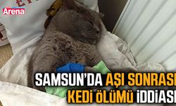 Samsun’da aşı sonrası kedi ölümü iddiası